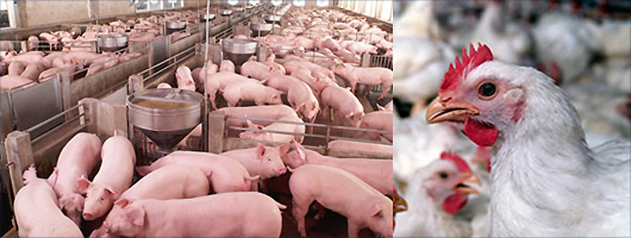 RNT Enterprises, Inc.