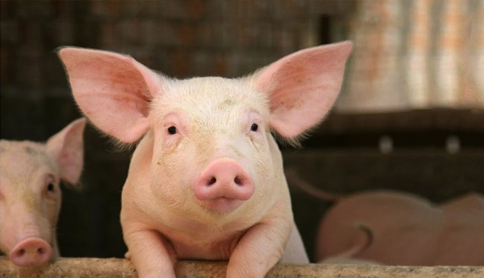 RNT Enterprises, Inc.